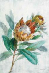 Tropical Protea | Obraz na stenu