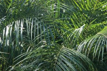 Tropical Fronds | Obraz na stenu