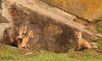Fox Cubs I | Obraz na stenu