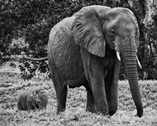 Mama and Baby Elephant I | Obraz na stenu