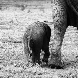 Mama and Baby Elephant II | Obraz na stenu