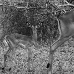 Impala and Baby | Obraz na stenu