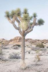 Joshua Tree National Park II | Obraz na stenu