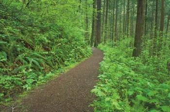 Hiking Trail in Columbia River Gorge I | Obraz na stenu