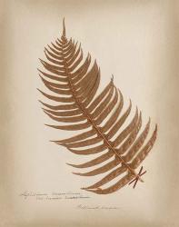 Ferns in Book V Burgundy | Obraz na stenu