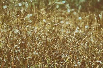 Dew on Grasses | Obraz na stenu