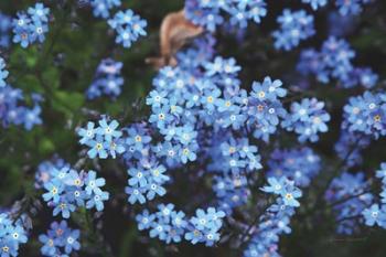 Forget Me Nots III | Obraz na stenu