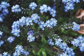 Forget Me Nots IV | Obraz na stenu