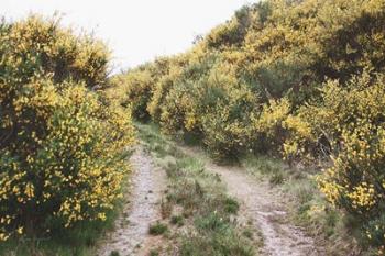 Scottish Highlands II | Obraz na stenu