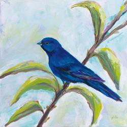 Indigo Bunting | Obraz na stenu