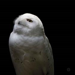 Snowy Owl Looks to the Sun | Obraz na stenu