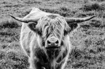 Highland Cow Staring Contest | Obraz na stenu