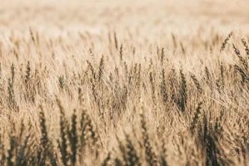 Dakota Wheat Fields | Obraz na stenu