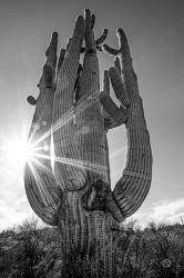 Sunset Saguaro | Obraz na stenu