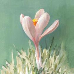 Soft Crocus | Obraz na stenu