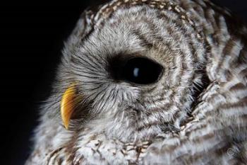 Barred Owl Portrait | Obraz na stenu