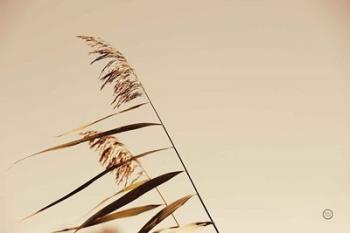 Windswept Grasses | Obraz na stenu