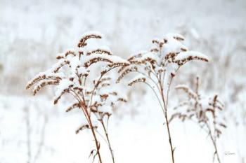 Snowy Gardens | Obraz na stenu