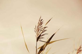 Summer Reeds II | Obraz na stenu