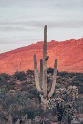 Sunsets and Saguaros I | Obraz na stenu