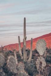 Sunsets and Saguaros II | Obraz na stenu