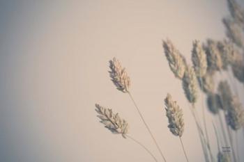 Dried Grass Study | Obraz na stenu