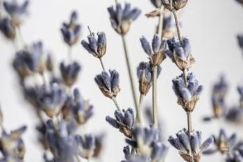 Lavender Bouquet | Obraz na stenu