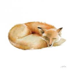 Sleeping Fox on White | Obraz na stenu