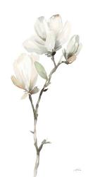 White Magnolia II | Obraz na stenu