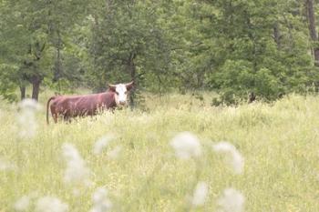 Summer Farm II | Obraz na stenu