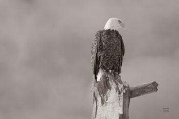 Eagle Perch | Obraz na stenu