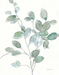 Transparent Branch Eucalyptus | Obraz na stenu