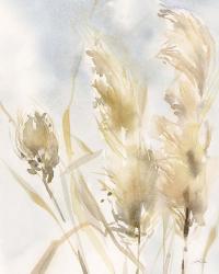 Pampas Grasses III | Obraz na stenu