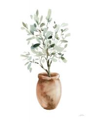 Potted Olive Tree | Obraz na stenu