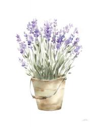 Potted Lavender | Obraz na stenu