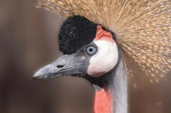 African Crowned Crane | Obraz na stenu