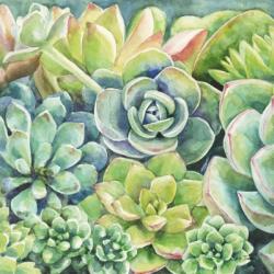 Succulents | Obraz na stenu