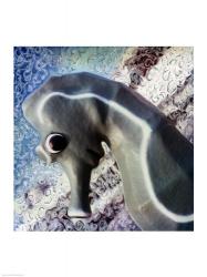 Profile of playground seahorse | Obraz na stenu