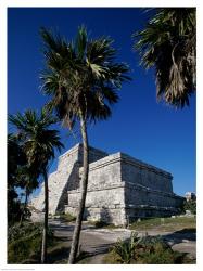 Palm trees near El Castillo | Obraz na stenu