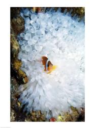 High angle view of a clown fish hiding in a sea anemone, Nananu-i-Ra island, Fiji | Obraz na stenu