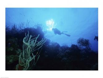 Low angle view of a scuba diver swimming underwater, Belize | Obraz na stenu