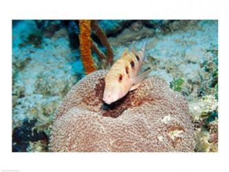 Close-up of a goatfish swimming underwater | Obraz na stenu