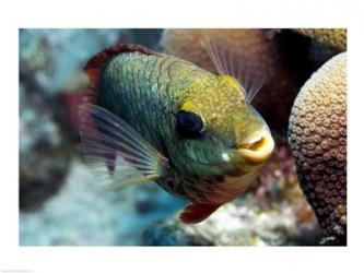 Redband Parrotfish | Obraz na stenu