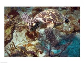 Hawksbill Turtle | Obraz na stenu