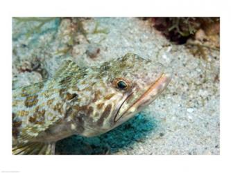 Lizardfish | Obraz na stenu