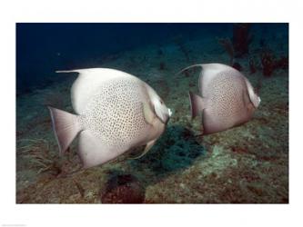 Gray Angelfish | Obraz na stenu