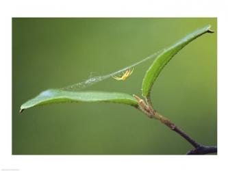 Spider | Obraz na stenu