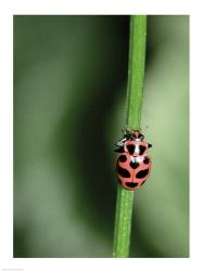 Ladybug | Obraz na stenu