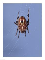 Low angle view of a spider on web | Obraz na stenu