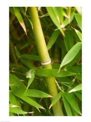 Close-up of a bamboo shoot with bamboo leaves | Obraz na stenu